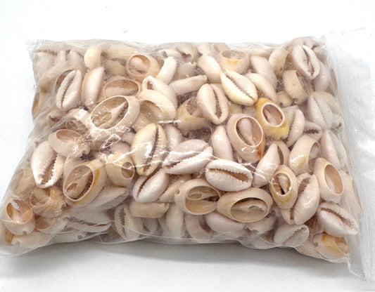 Caracol Cowrie qty 20